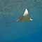 Eagle Ray